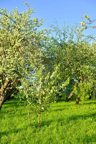 Цвіте Яблучний Сад Сонячний Весняний День — стокове фото