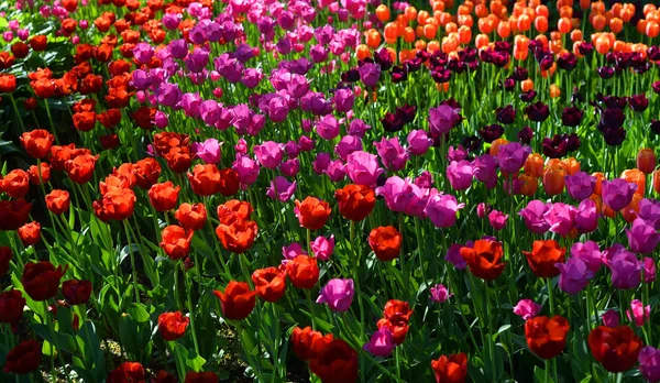 Blühende Tulpen Können Als Hintergrund Verwendet Werden — Stockfoto