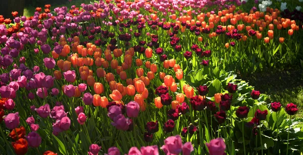 Blühende Tulpen Können Als Hintergrund Verwendet Werden — Stockfoto