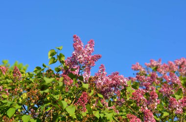 Mavi gökyüzü arka plan üzerinde lila mor bush çiçekli.