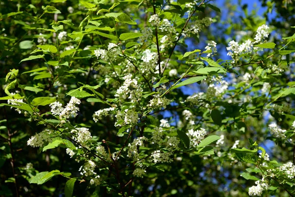 Floração Árvore Cereja Pássaro Dia Ensolarado Primavera — Fotografia de Stock