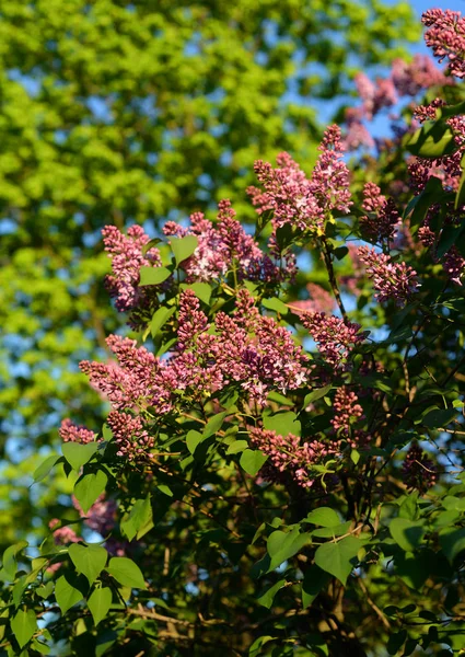 Branche Lilas Fleurs Jour Ensoleillé Printemps — Photo