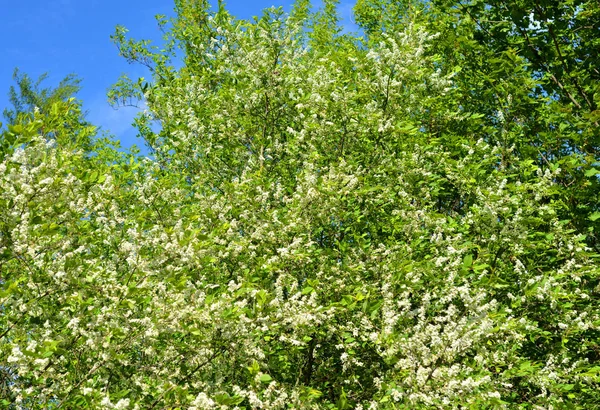 春の晴れた日に咲く鳥の桜 — ストック写真