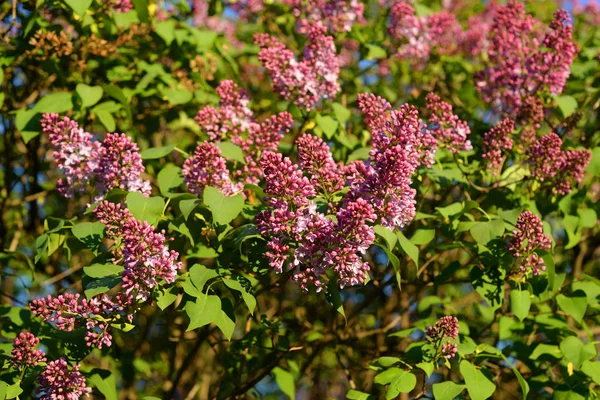 Rama Florecimiento Lila Soleado Día Primavera —  Fotos de Stock