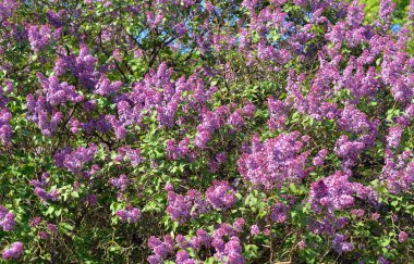 Güneşli bir bahar günü, çiçek açması leylak dalı.