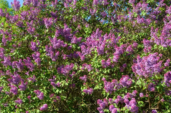 Branch Blossoming Lilac Sunny Spring Day — Stock Photo, Image