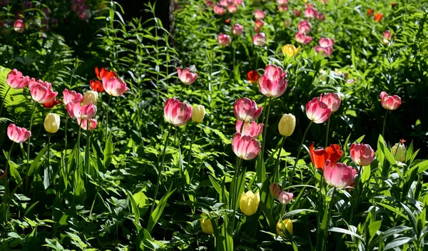 Blühende Tulpen Können Als Hintergrund Verwendet Werden — Stockfoto