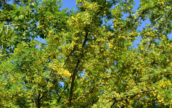 Caragana δέντρο με κίτρινα λουλούδια. — Φωτογραφία Αρχείου