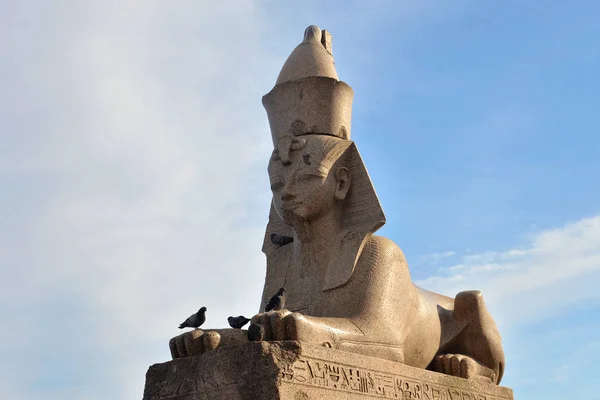 Esfinge Egípcio Antigo Aterro Universidade São Petersburgo Rússia — Fotografia de Stock
