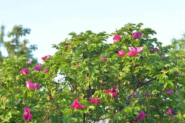 Cespuglio Rose Selvatiche Vicino Nella Soleggiata Giornata Estiva — Foto Stock