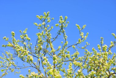 Mavi gökyüzü arka plan üzerinde yeni gelişen elma ağacı.