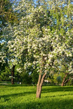 Güneşli bir bahar günü, çiçek açan elma bahçesi.