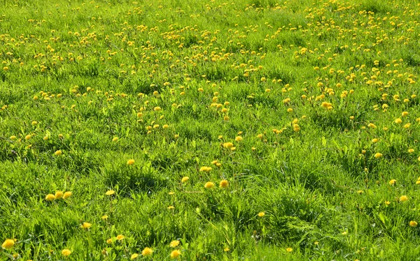 Diente León Verano Día Soleado Puede Utilizar Como Fondo — Foto de Stock