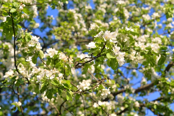 Pommier Fleurs Peut Être Utilisé Comme Fond — Photo