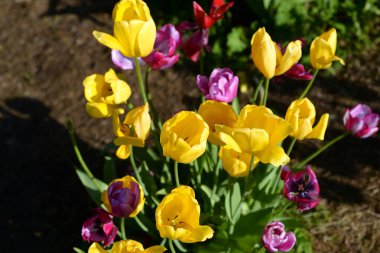 Birkaç çiçek açması renkli lale portre fotoğrafı.