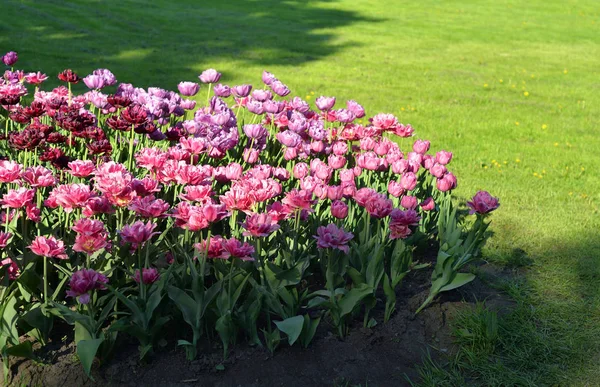 Aiuola Con Tulipani Rosa Fiore Nella Soleggiata Giornata Primaverile — Foto Stock