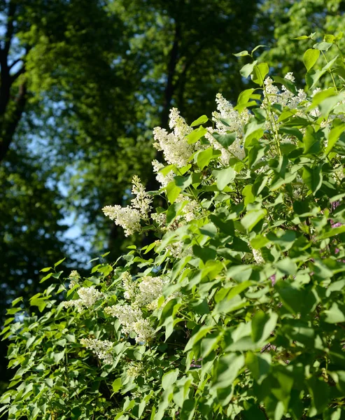 Çiçek açması beyaz güneşli bir bahar günü leylak dalı.