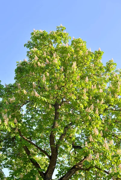 Castaño Floreciente Soleado Día Primavera — Foto de Stock