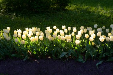 Çiçek açması laleler, arka plan olarak kullanılabilir.
