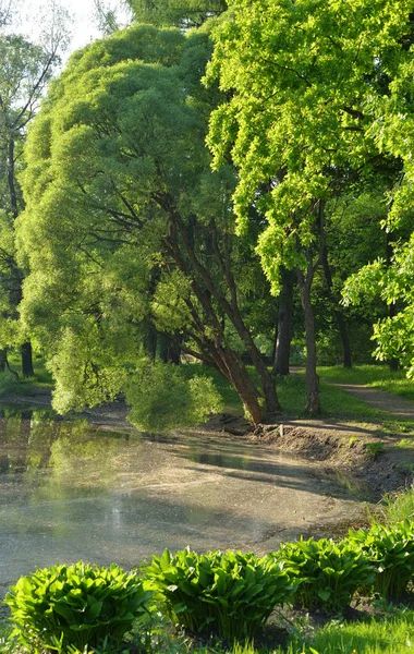 夏の公園で藻池の生い茂った — ストック写真