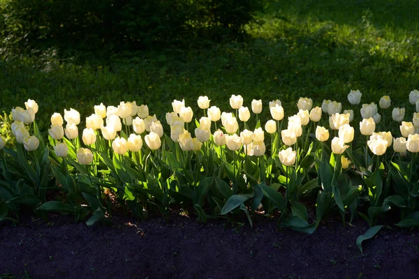 Çiçek açması laleler, arka plan olarak kullanılabilir.