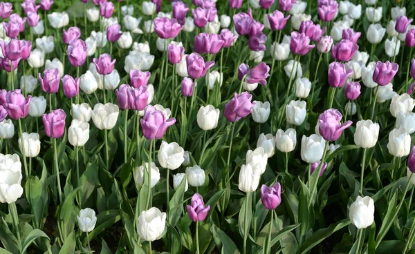 Çiçek açması laleler, arka plan olarak kullanılabilir.