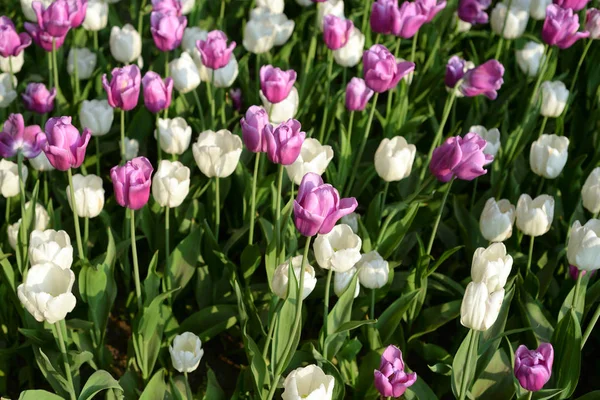 Çiçek açması laleler, arka plan olarak kullanılabilir.