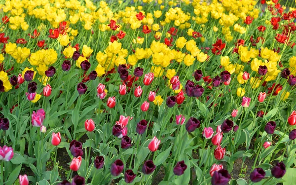 Blossoming Tulips Can Used Background — Stock Photo, Image