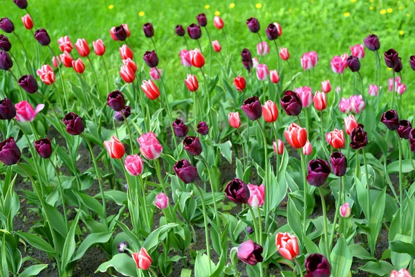 Blossoming Tulips Can Used Background — Stock Photo, Image