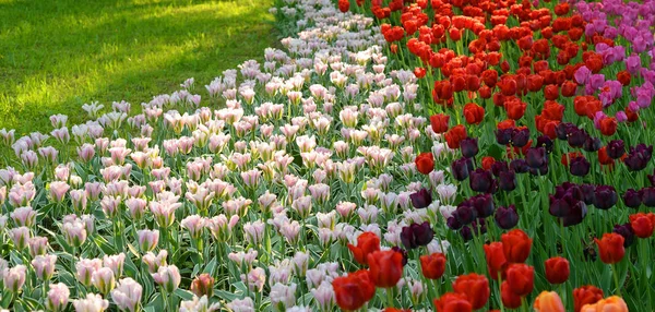 Цветущие Тюльпаны Могут Использованы Качестве Фона — стоковое фото