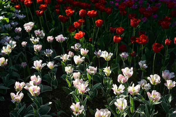 Blühende Tulpen Können Als Hintergrund Verwendet Werden — Stockfoto