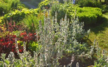 Güneşli yaz günü, renkli çiçeklerle Çiçeklik.