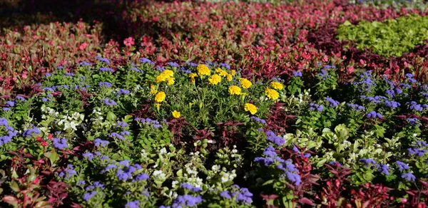 Κρεβάτι Λουλουδιών Πολύχρωμα Λουλούδια Στο Ηλιόλουστης Θερινής Ημέρας — Φωτογραφία Αρχείου