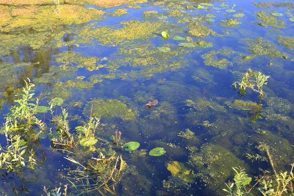 Vannplanter Sumpen Solfylte Sommerdager – stockfoto