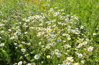 Vahşi chamomiles yaz güneşli gün. Arka plan olarak kullanılabilir.