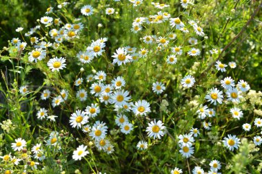 Vahşi chamomiles yaz güneşli gün. Arka plan olarak kullanılabilir.