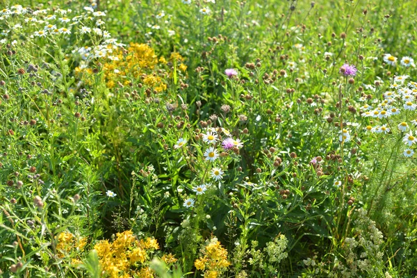 Wilde Bloemen Het Veld Zonnige Zomerdag Kan Worden Gebruikt Als — Stockfoto