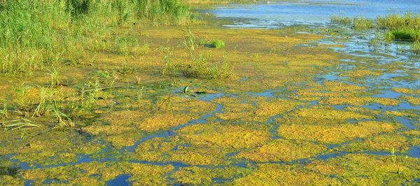 Aquatic Plants Swamp Sunny Summer Day — Stock Photo, Image