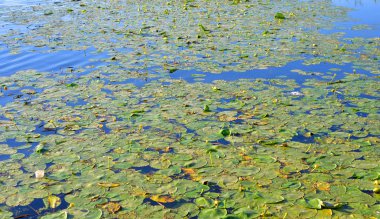 The surface of the lake overgrown with yellow water lilies clipart