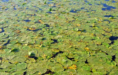 Sarı nilüferler ile büyümüş göl yüzeyine