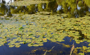 Sarı nilüferler ile büyümüş göl yüzeyine