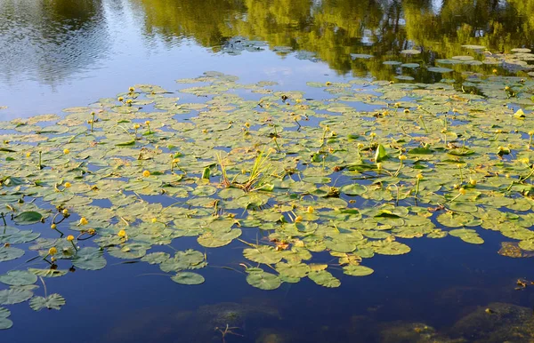 Surface Lake Overgrown Yellow Water Lilies — Stock Photo, Image
