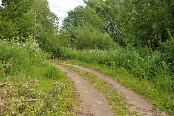 Bulut yaz günü, ormandaki kırsal yol.