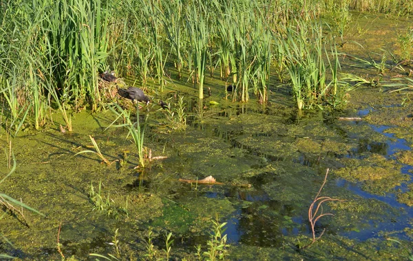 阳光明媚的夏日沼泽中的水生植物 — 图库照片