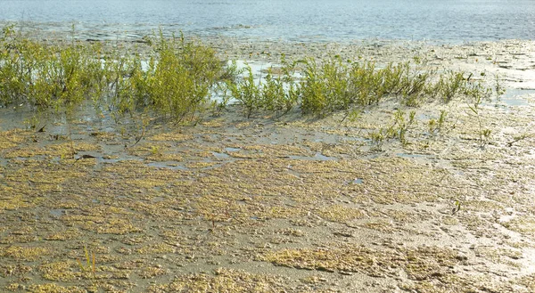 Wasserpflanzen Sumpf Sonnigen Sommertagen — Stockfoto