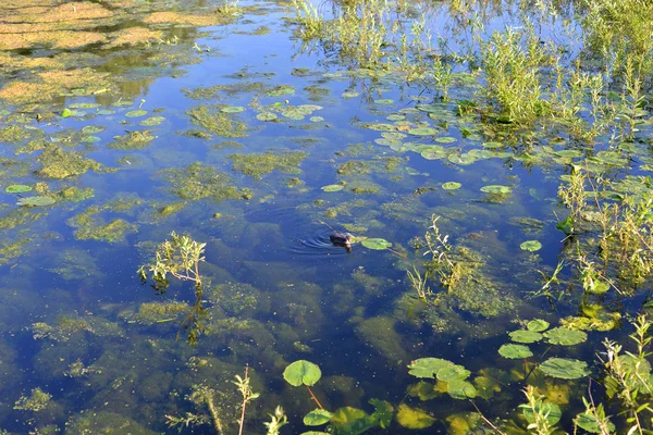 Aquatic Plants Swamp Sunny Summer Day — Stock Photo, Image