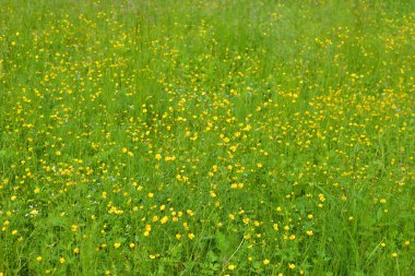 Kır çiçekleri buttercup yaz güneşli gün alanında keskin. Arka plan olarak kullanılabilir.
