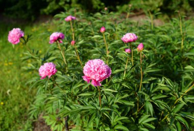 Çiçeklik güneşli yaz gününde pembe çiçekli.