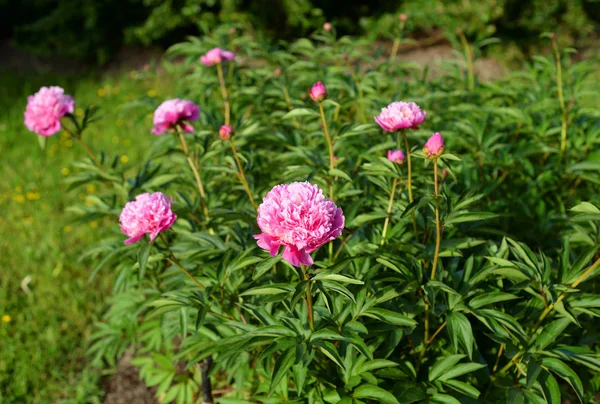 Çiçeklik güneşli yaz gününde pembe çiçekli.