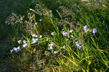 Vahşi çan çiçekleri closeup güneşli gün.